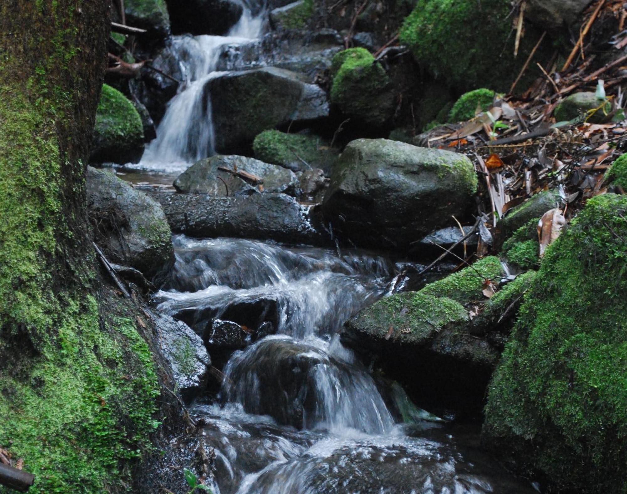 Birch Suite - Rocky Creek Art Garden Олинда Экстерьер фото