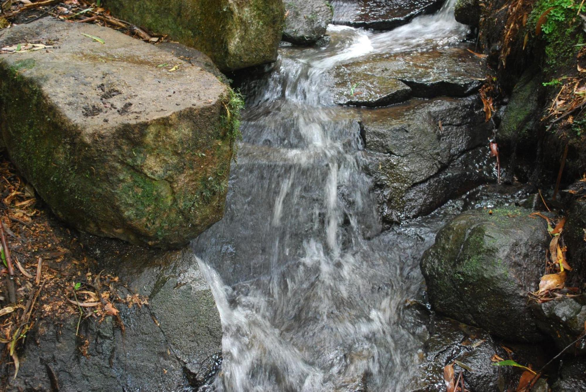 Birch Suite - Rocky Creek Art Garden Олинда Экстерьер фото